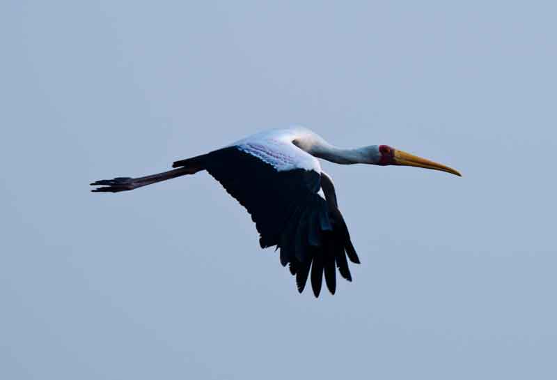 122 - Botswana - White stork volando - parque nacional de Chobe